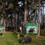 Walderlebnis-Pfad in Hornstein